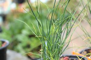 Perennials Bulbs Chch Canterbury: Allium sphaerocephalon