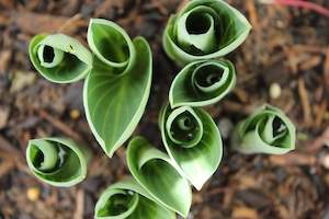 Hosta Blue Mouse Ears