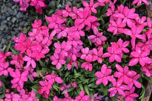 Perennials Bulbs Chch Canterbury: Rhodohypoxis Knockdolian Red