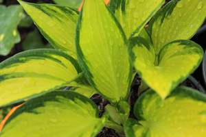 Perennials Bulbs Chch Canterbury: Hosta Orange Star