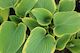 Hosta Sagae