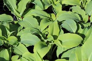Perennials Bulbs Chch Canterbury: Hosta Biddys Blue