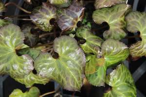 Perennials Bulbs Chch Canterbury: Beesia calthifolia