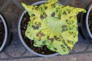 Perennials Bulbs Chch Canterbury: Podophyllum kaleidoscope