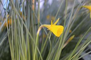Narcissus bulbocodium