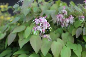 Perennials Bulbs Chch Canterbury: Epimedium youngianum Roseum