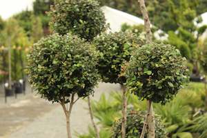 Pleaching Topiary Chch Canterbury: Myrtus Luma Topiary