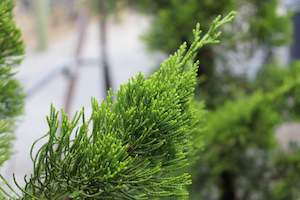 Juniperus chinensis kaizuka