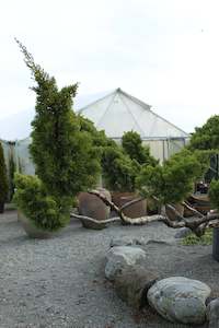 Juniperus chinensis kaizuka Cloud Pruned