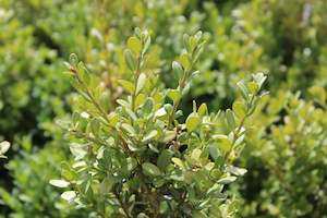 Buxus John Baldwin