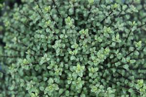 Pittosporum Small Ball