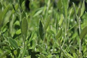 Pleaching Topiary Chch Canterbury: Corokia Geenty's Green