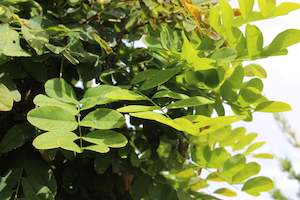 Pleaching Topiary Chch Canterbury: Robinia Mop Top