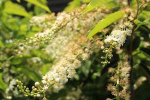 Pleaching Topiary Chch Canterbury: Prunus lusitanica