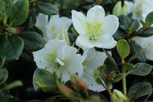 Rhododendrons Chch Canterbury: Azalea Mrs Kint White