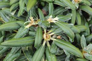 Rhododendrons Chch Canterbury: Rhododendron yakushimanum FCC