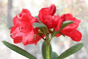 Rhododendrons Chch Canterbury: Rhododendron Elizabeth red royalty
