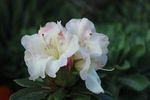 Rhododendron Unique
