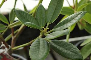 Rhododendron Raging Bull