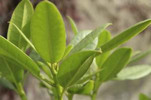 Rhododendron Pawhuska