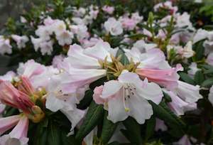 Rhododendron Countess of Haddington