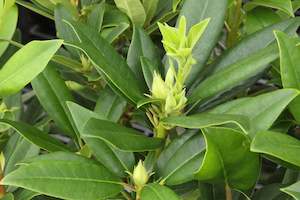 Rhododendrons Chch Canterbury: Rhododendron Bumble Bee