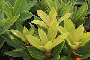 Rhododendron Black Magic