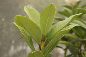 Rhododendrons Chch Canterbury: Rhododendron Mi Amor