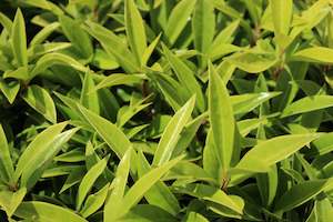 Shade Chch Canterbury: Sarcococca humilis