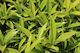Sarcococca humilis