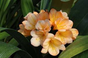 Clivia miniata Apricot