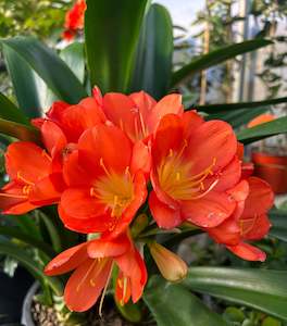Clivia miniata Orange