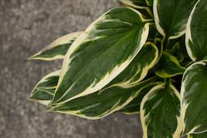 Hosta Wide Brim