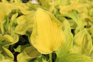 Shade Chch Canterbury: Hosta Tattoo