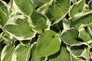 Shade Chch Canterbury: Hosta patriot
