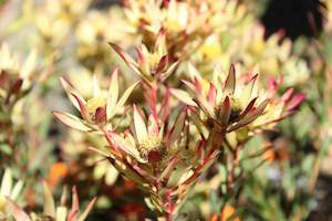 Shrubs Chch Canterbury: Leucadendron superstar