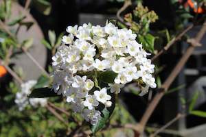 Shrubs Chch Canterbury: Viburnum burkwoodii