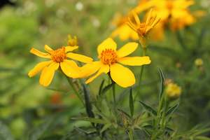 Tagetes lemmonii