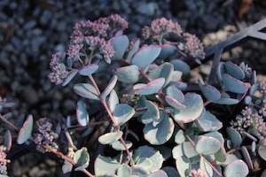 Sedum Sieboldii