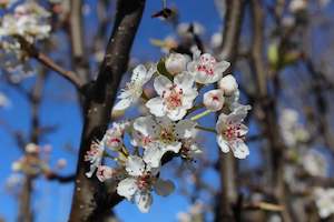 Trees Chch Canterbury: Pyrus calleryana Tawa Tower