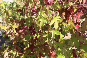 Trees Chch Canterbury: Liquidambar styraciflua