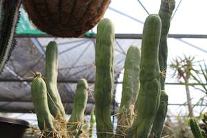 Echinopsis lageniformis f. monstrose