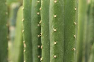 Succulents Cacti Chch Canterbury: Echinopsis pachanoi Doubles