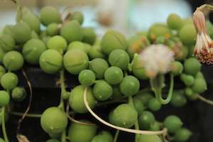 Succulents Cacti Chch Canterbury: Senecio rowleyanus