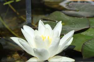 Water lily