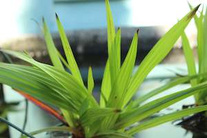 Water Plants Chch Canterbury: Wachendorfia thrysiflora