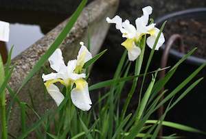 Water Plants Chch Canterbury: Iris sibirica Crystal Bright