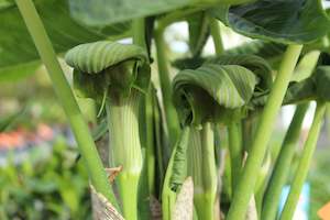 Arisaema ringens green form