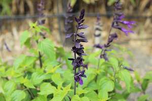Salvia Amistad