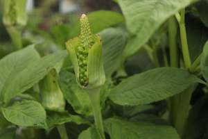 Arisaema tortuosum